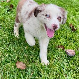 Caspian - Red merle male Miniature Australian Shepherd puppy in California from Eagle River Aussies