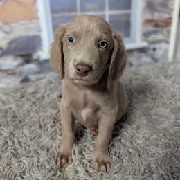 Gunner - male Weimaraner puppy in Evart, Michigan from Drehbar Weimaraners