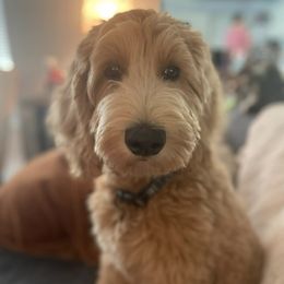 Goldendoodles from Darlin’ Doodles of League City