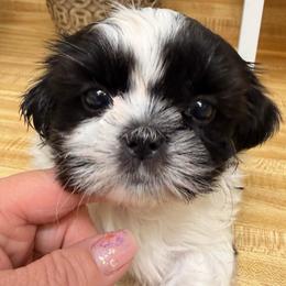 Black and white female(possible parti) - Black and white female Shih Tzu puppy in Citrus Heights, California from The Lion dog Shih Tzu