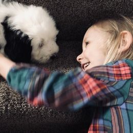 Old English Sheepdog Puppies from Bumblebears Old English Sheepdogs