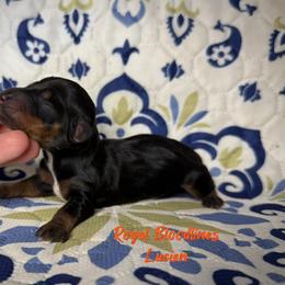 Lucien - Black and tan male Dachshund puppy in Wooldridge, Missouri from Royal Bloodline Canines