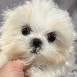 Noon tiny - White male Maltese puppy in San Diego, Temecula, Ontario, California from Yorkie & Maltese Royalty