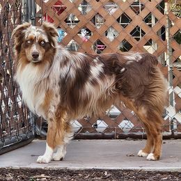 Australian Shepherds from Siesta Aussies