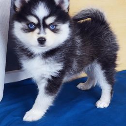 Pomsky Puppies from River Enz Pomskies