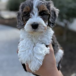 Baker (Beach) - Tri-color male Bernedoodle puppy in Modesto, California from Central Valley Canine Companions