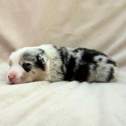 Blue Merle Male - Blue merle and white male American Corgi puppy in Okeechobee, Florida from Gold Coast Corgis