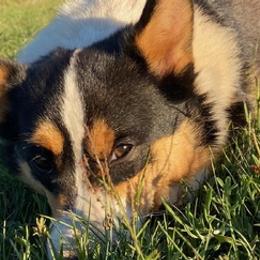 Pembroke Welsh Corgis from Camelot Corgis