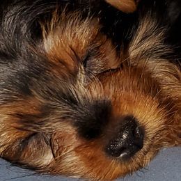 Yorkshire Terriers from Southern Gem Yorkies