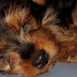 Yorkshire Terriers from Southern Gem Yorkies