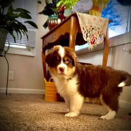 Australian Shepherd Puppies from High Court Aussies - Plymouth Indiana
