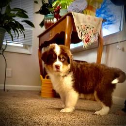 Australian Shepherd Puppies from High Court Aussies - Plymouth Indiana