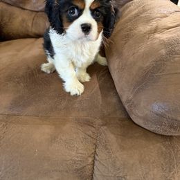Domnique's Boy 2A - Tri-color male Cavalier King Charles Spaniel puppy in Loco, Oklahoma from Sweet Heart Cavaliers
