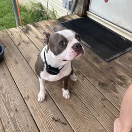 Bluey - Boston Terrier