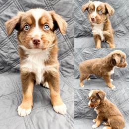 Red tri male 2 - Red tri male Miniature Australian Shepherd puppy in Brooker, Florida from Honey, I Shrunk the Aussies