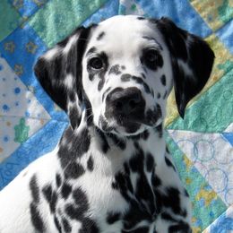 Dalmatians from Batik Dalmatians
