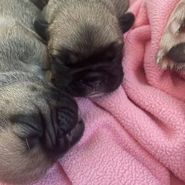 Girl 3 - French Bulldog puppy in Viera, Florida from The French Amigos