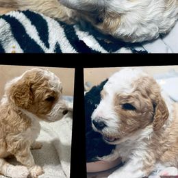 Bernedoodles, Goldendoodles, and Labradoodles from Dreamy Doodles