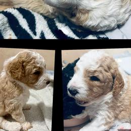 Bernedoodles, Goldendoodles, and Labradoodles from Dreamy Doodles