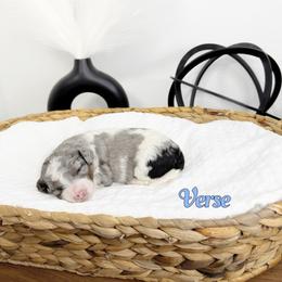 Verse - Blue merle male Bernedoodle puppy in Mount Vernon, Missouri from PoodlelyDoodlely