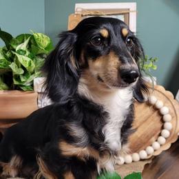 Maddie - Dachshund