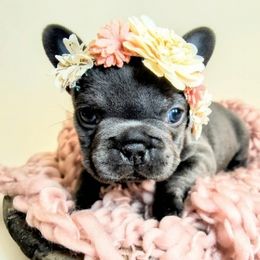 French Bulldog and Pomsky Puppies from Mini French Bulldog Pups