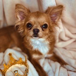 Chihuahuas, Poodles, and Yorkshire Terriers from Tiny collection kennels