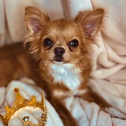 Chihuahuas, Poodles, and Yorkshire Terriers from Tiny collection kennels