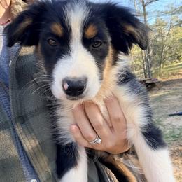 Nash - Black tri-color male Australian Shepherd puppy in Grand Saline, Texas from Murphy Ranch Australian Shepherds