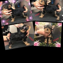 Yorkshire Terrier Puppies from Elite's Touch of Klas Yorkies