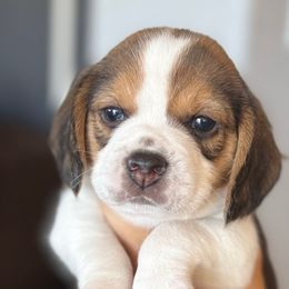 Cash (Light green) - Black tan and white male Beagle puppy in Norco, California from Prairie Tail Beagles