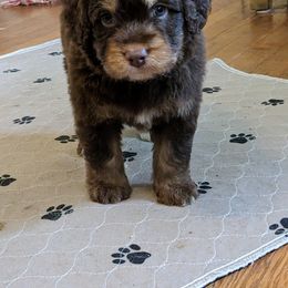 Aussiedoodle, Australian Shepherd, and Golden Retriever Puppies from Hope & Joy Acres