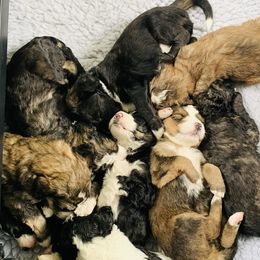 Bernedoodle Puppies from Moose Tracks Bernedoodles