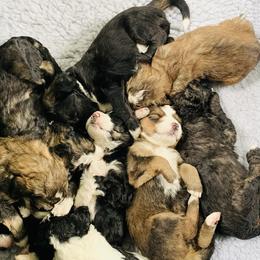 Bernedoodle Puppies from Moose Tracks Bernedoodles