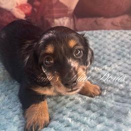 Scarlett - Dapple female Dachshund puppy in Jena, Louisiana from Amy’s Mini Doxies