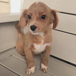 Alvin - Apricot male Cavapoo puppy in Virginia Beach, Virginia from Jenn's Dog Boarding & Daycare