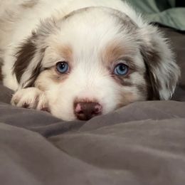 Miniature American Shepherd Puppies from Little Loves Farm