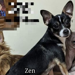 Zen - Chihuahua