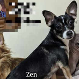 Zen - Chihuahua