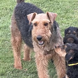 Indy - Airedale Terrier