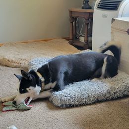 Iredessa - Siberian Husky