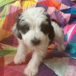 Tess-turquoise - Black and white female Bernedoodle puppy in Lynch Station, Virginia from Mini Bernedoodles by Ziva & Zac