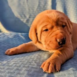 Dilute Retriever and Labrador Retriever Puppies from LC Hunting Labs, LLC.