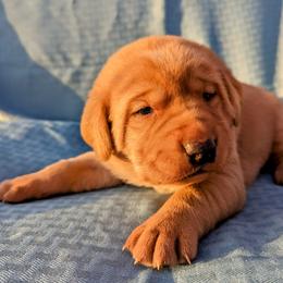 Dilute Retriever and Labrador Retriever Puppies from LC Hunting Labs, LLC.