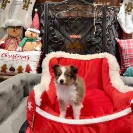 MacArthur - male Sporty Mix puppy in Livonia, Michigan from M7’s Shelties, Toonies & AussieDoodles