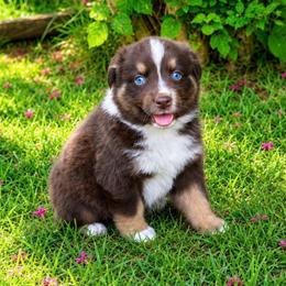 Sunny - Red tri-color male Australian Shepherd puppy in Howardsville, Virginia from Spectacular Aussies and Cavaliers