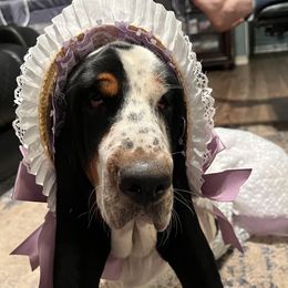 Clara - Basset Hound