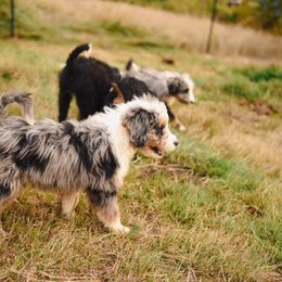 Aussiedoodle, Australian Labradoodle, Bernedoodle, and Golden Retriever Puppies from Golden Light Puppies
