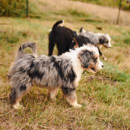 Aussiedoodle, Australian Labradoodle, Bernedoodle, and Golden Retriever Puppies from Golden Light Puppies