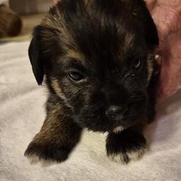 Boy 2 - male Border Terrier puppy in Mayer, Arizona from Stonehouse Border Terriers and Basset Fauve de Bretagne
